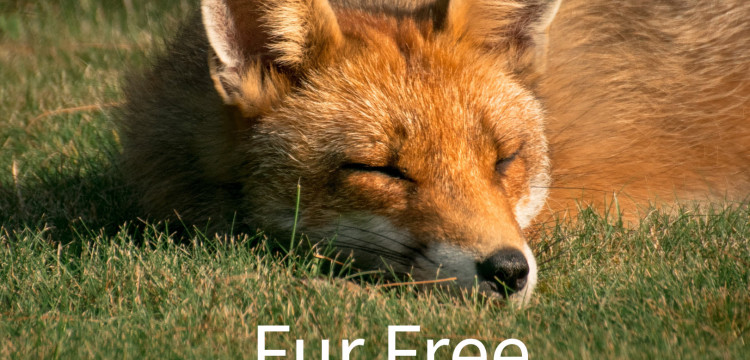 Devohome стали частью мирового сообщества Fur Free Retailer!